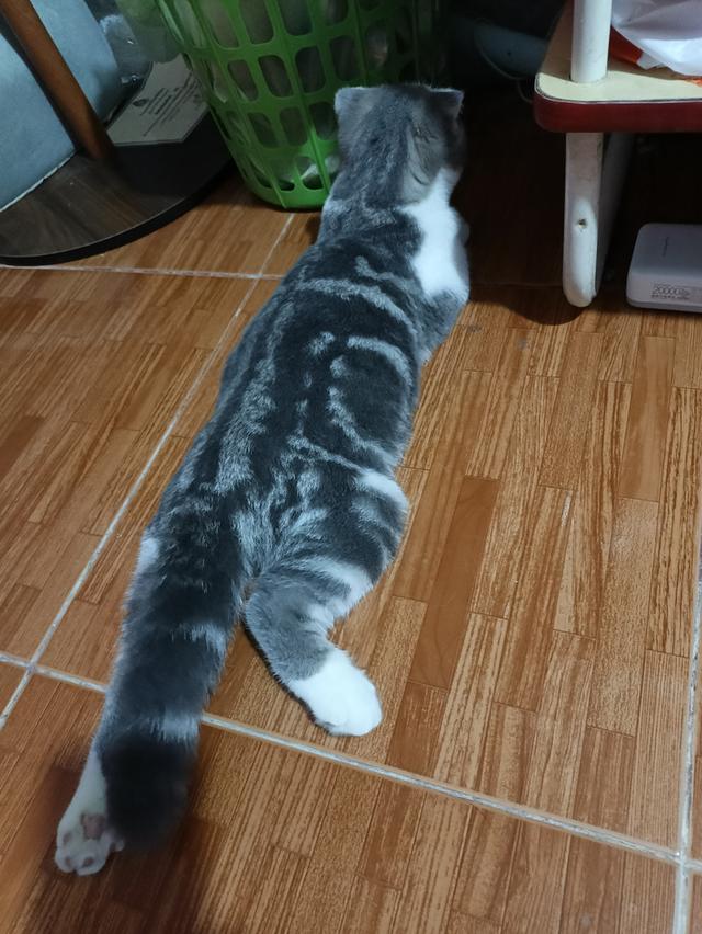 แมว scottish fold อายุ6เดือน
