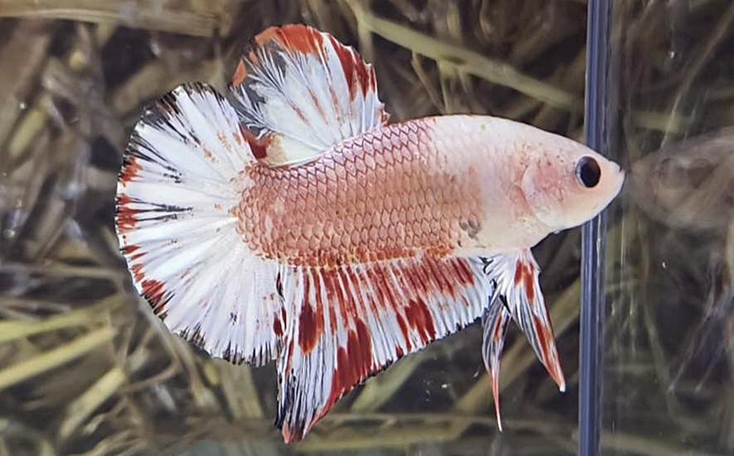 นีโม่โค่ย (Koi Betta) สีหลุมติดลายไฟ
