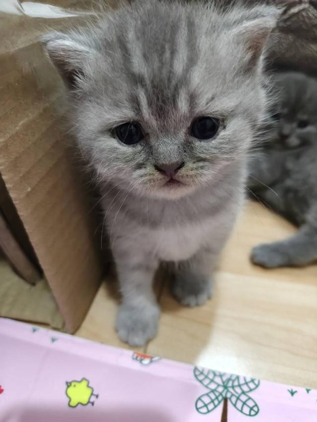 เเมวสก๊อตติส เเท้ 5