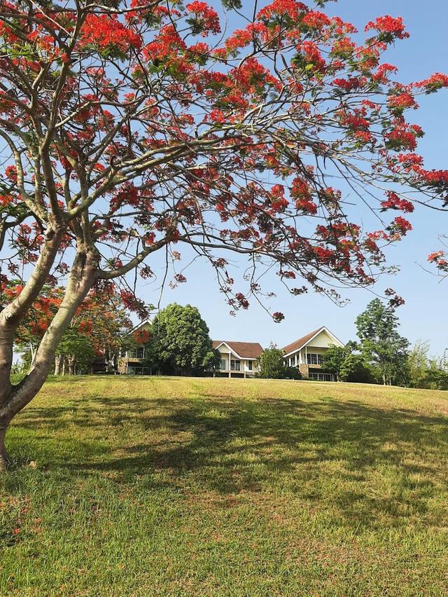 ขาย/ให้เช่าที่ดินเชียงราย 9