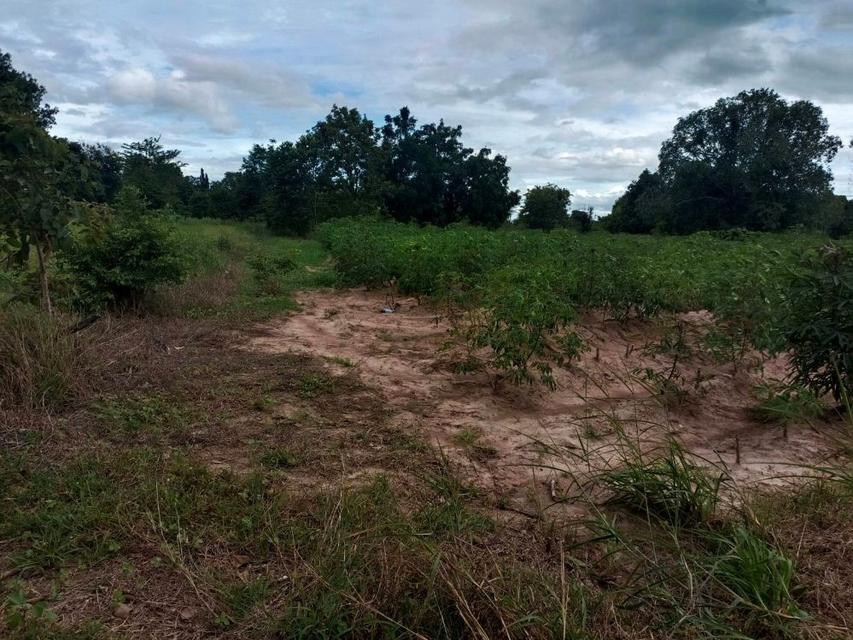 ขายที่ดิน 9-2-13 ไร่ ติดถนน ทำบ้านจัดสรรได้ ติดเทศบาล ตำบลเนินขาม อ.เนินขาม จ.ชัยนาท ขายถูกสุดในย่านนี้ 8