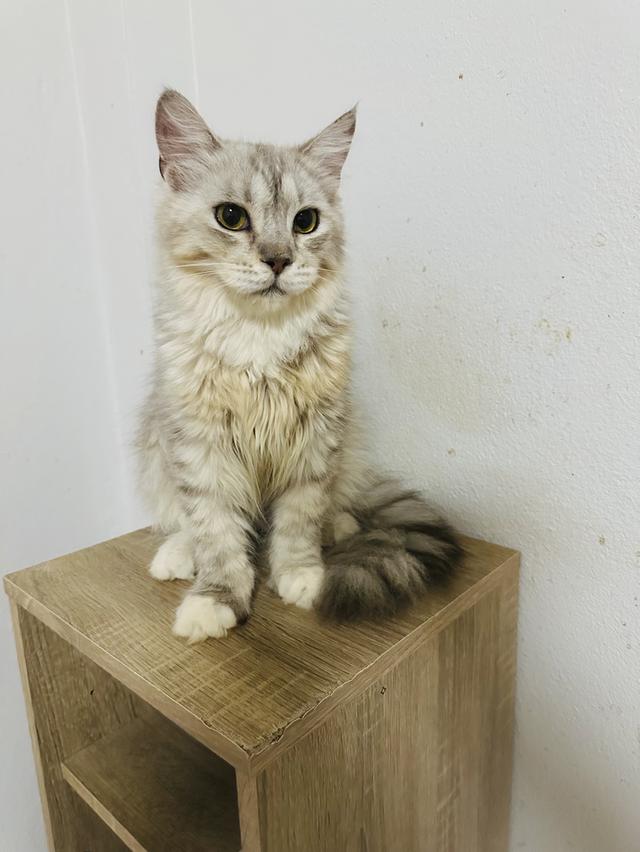 แมวเมนคูน