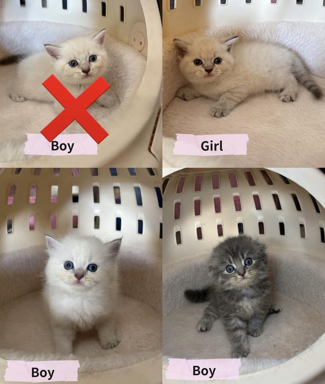 เปิดจองน้องแมวสก็อตติช