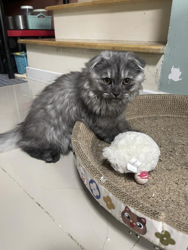 แมวขี้อ้อน(หญิง 3 เดือน)พร้อมย้าย รูปที่ 7