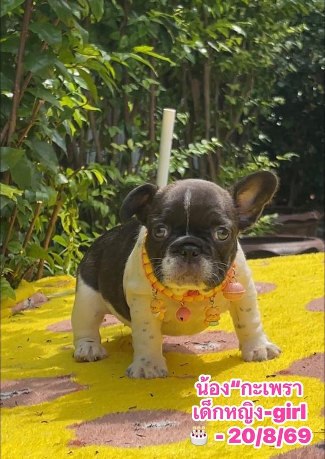 ลูกสุนัขเฟร้นบลูด๊อก รูปที่ 4