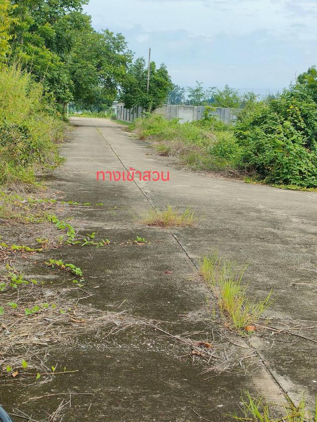 ขายที่ดินพร้อมต้นสักทำเลดีติดถนนเลียบทางรถไฟเขตชุมชนใน อ.เมือง จ.ลำพูน 3