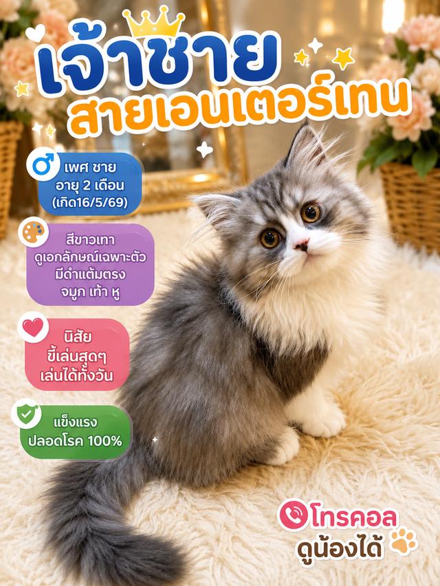 [มีใบแพทย์] เจ้าชาย คาสเปอร์/[Have a medical certificate] Prince Casper