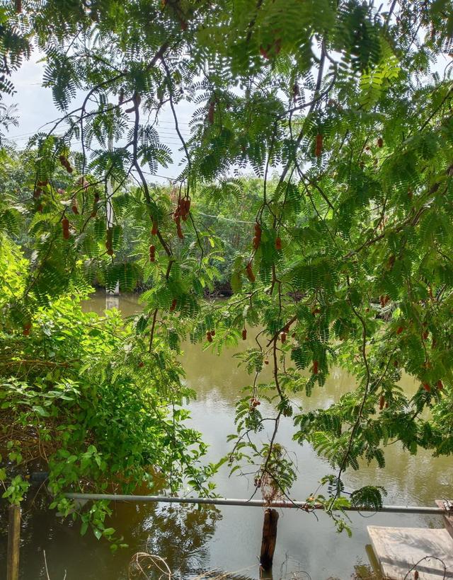 ขายที่ดินติดคลองธรรมชาติ 4 ไร่ 2 งาน 76 ตรว.  ใกล้สถานีรถไฟฟ้าสายสีม่วงตอนใต้ , ใกล้ทางด่วนกาญจนาภิเษก ประชาอุทิศ 76 เขตทุ่งครุ กรุงเทพฯ 2