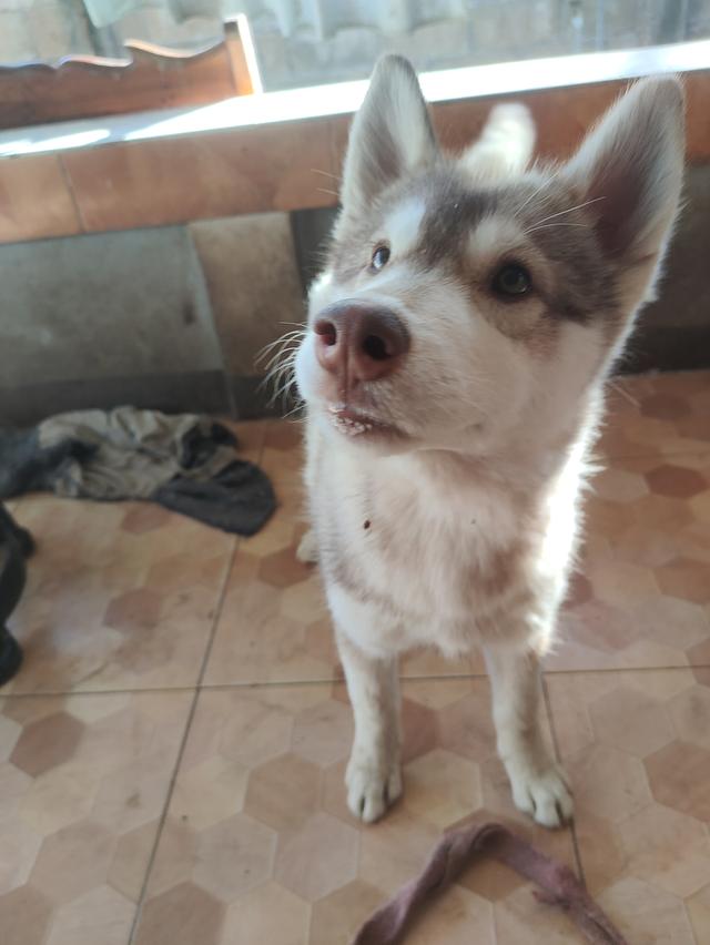 ไซบีเรียนเพศผู้เพศเมียอายุ4เดือน 5