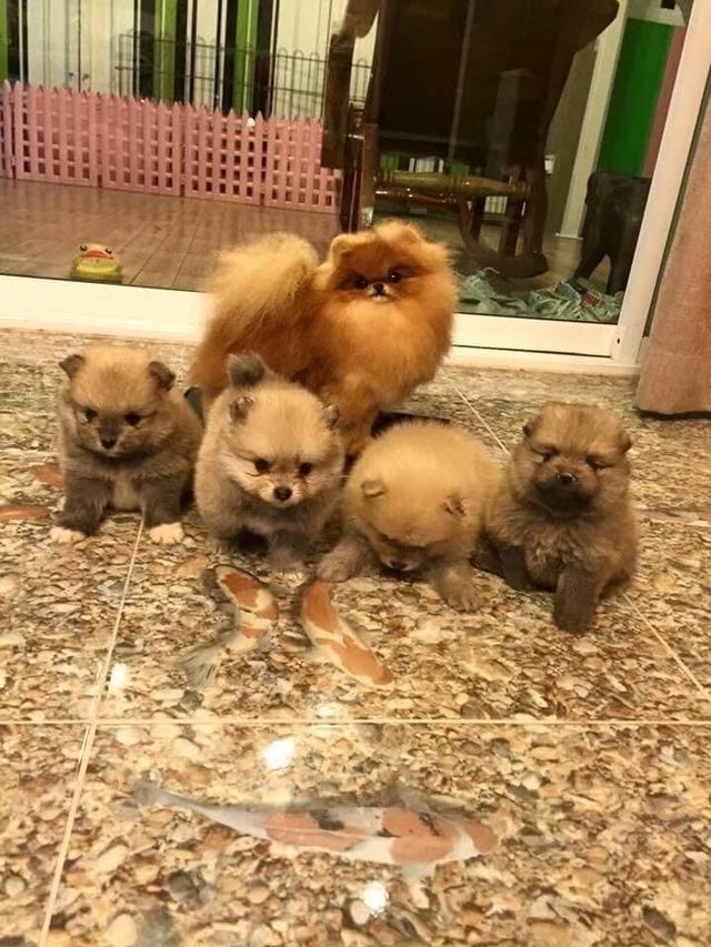 ลูกปอมแท้ มีบริการจัดส่งทั่วประเทศ รูปที่ 16