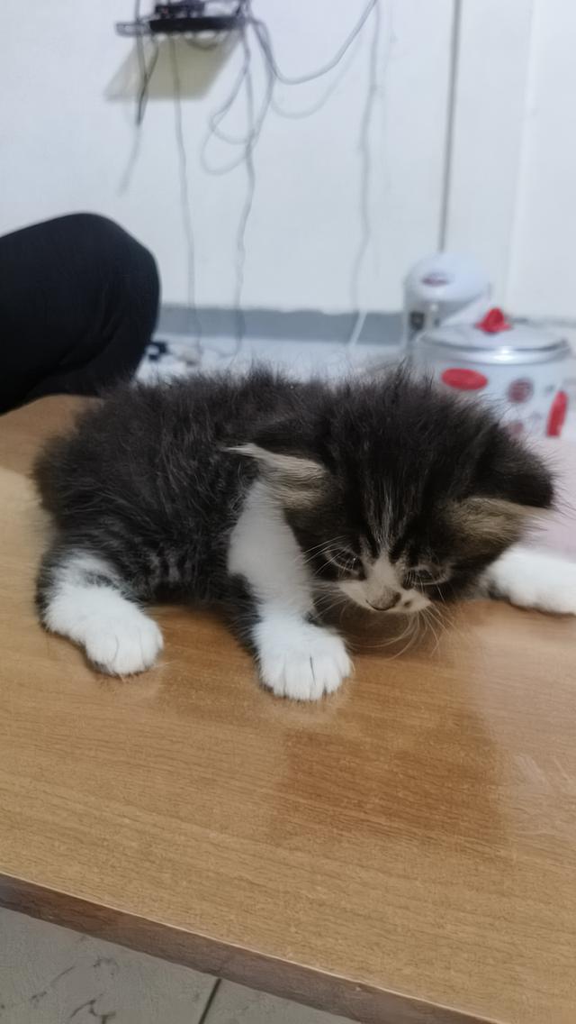 แมวเปอร์เซียแท้ พร้อมย้ายบ้าน ผู้ทั้ง2ตัวครับ 3