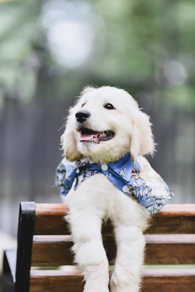 Golden Doodle(Female dog) 2