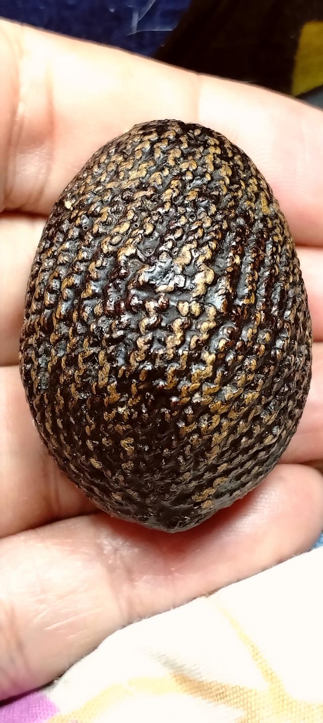 ให้บูชา เบี้ยแก้ หลวงปู่รอด วัดนายโรง จ.กรุงเทพ สร้างปีพ.ศ.2443(พุทธคุณครบทุกด้าน)(หายากสุดยอดเบี้ยแก้อันดับ1ของเมืองไทย