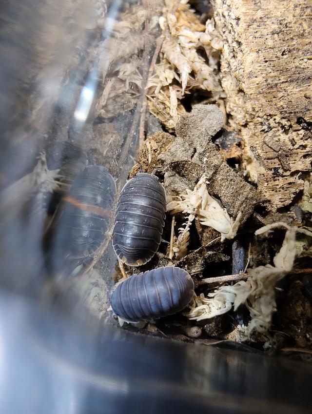 isopod ไอโซพอด Murina Sp. เซ็ต 10 ตัวแถม 5 รูปย่อยที่ 4