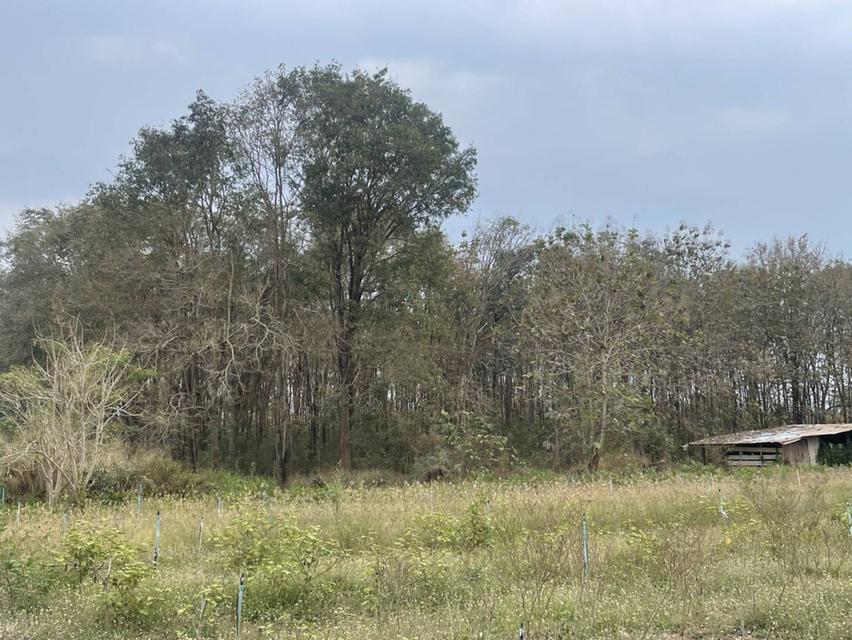 ขายที่ดินตำบลขนงพระเขาใหญ่ปากช่องนครราชสีมา​  ใกล้ สนามกอฟท์ แลนโช่ ชาญวี  พื้นที่​ขนาด 4 ไร่  ขาย12,000,000บาท  เอกสาร​สิทธิ์​ นส3.ก 6