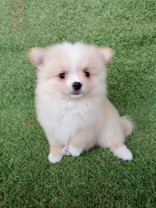 ปอมเเท้ เพศเมีย พร้อมย้าย รูปที่ 2