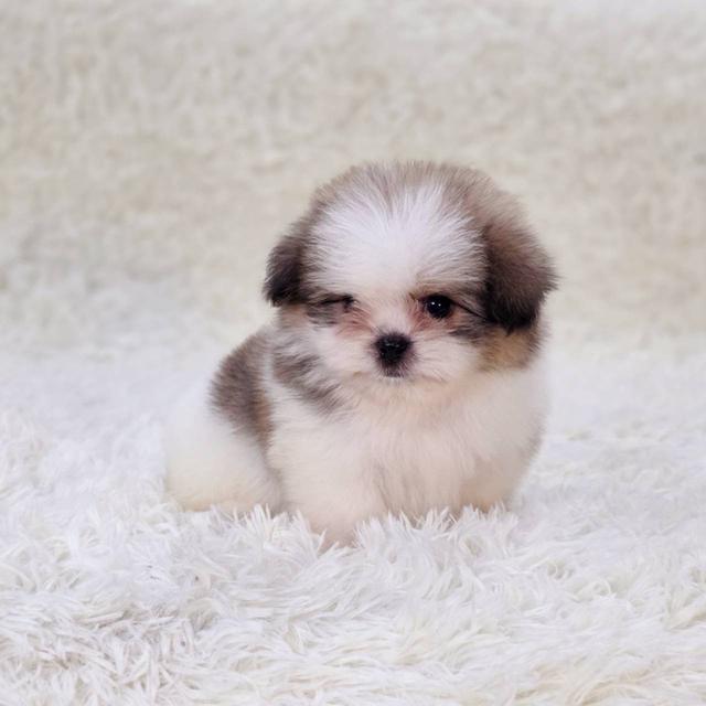 ชืิสุผสมปอม เพศผู้ พร้อมย้ายบ้าน 10