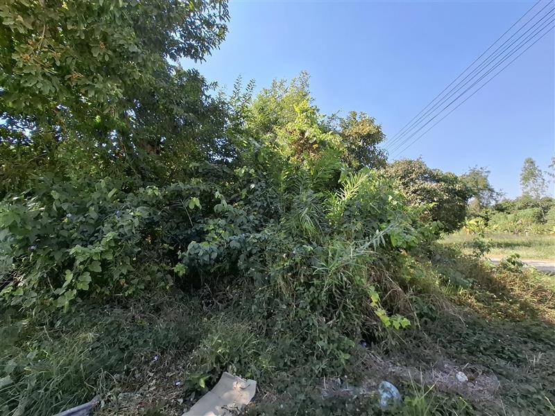 ที่ดินเปล่า 2 แปลงติดกัน หน้าติดถนนซอยบ้านดอนแต้วพัฒนา ต.พิกุลออก อ.บ้านนา จ.นครนายก 11