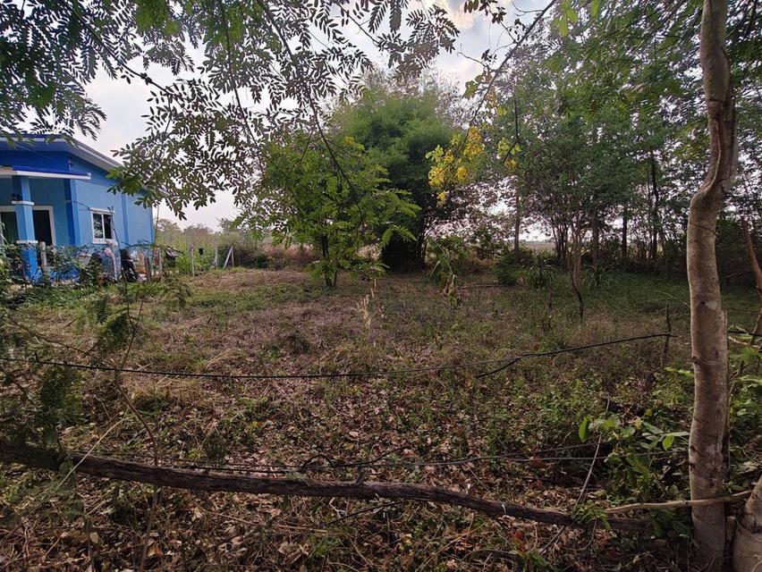 ที่ดินเปล่า ทำเลดีเดินทางสะดวก มทส. 1