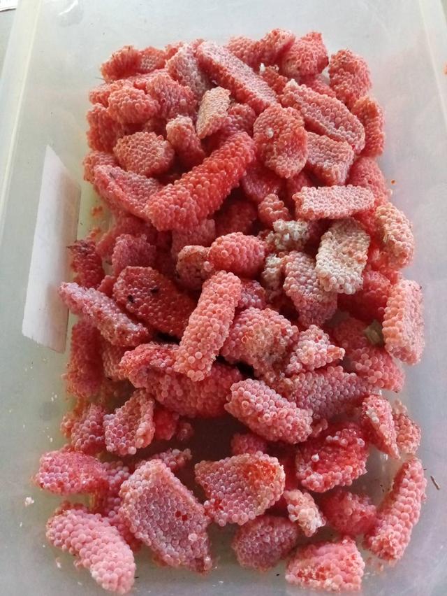 ไ่หอยเชอรี่สีทองขยายพันธุ์ 5