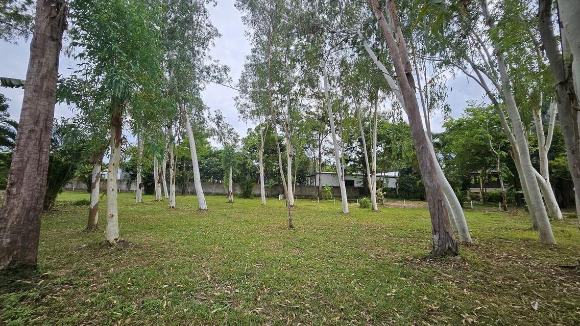 ขายที่ดินที่ดิน ต.หนองควาย พื้นที่ 2-1-83ตรว 22.6 ล้าน 12