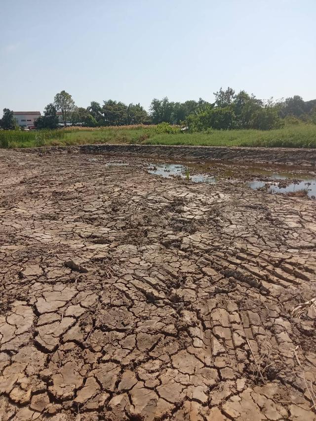 ขายที่ดินเปล่า 525 ตรว. ติดถนนคอนกรีต ซอยเทศบาลบางปู 83 5