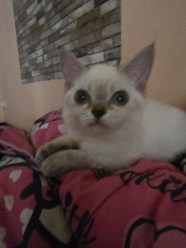 Siamese British Cat "แมววิเชียรมาศบริติชช็อตแฮร์"