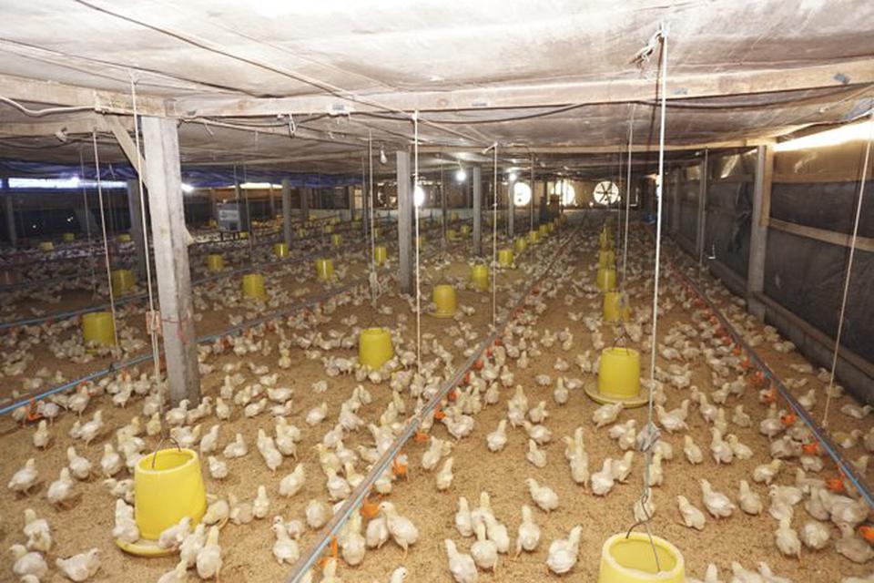 ขายที่ดิน พร้อมฟาร์มไก่เนื้อระบบปิด ท่าเสด็จ สุพรรณบุรี 4