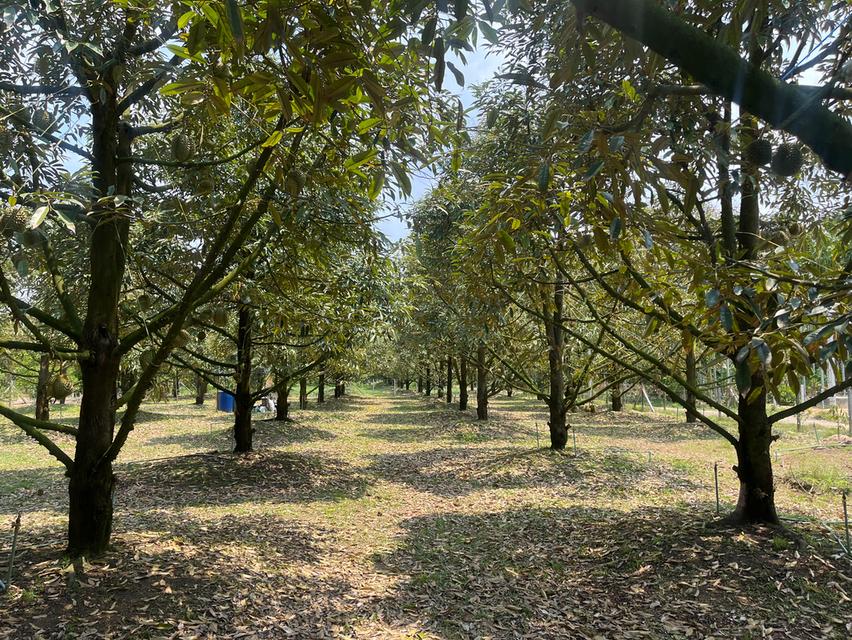 ขายที่ดินสวนทุเรียน อ.แกลง ระยอง ขนาด 1 ไร่ 2 งาน 40 ตร.ว. ต้นทุเรียน 9 ปี ประมาณ  50 ต้น 11