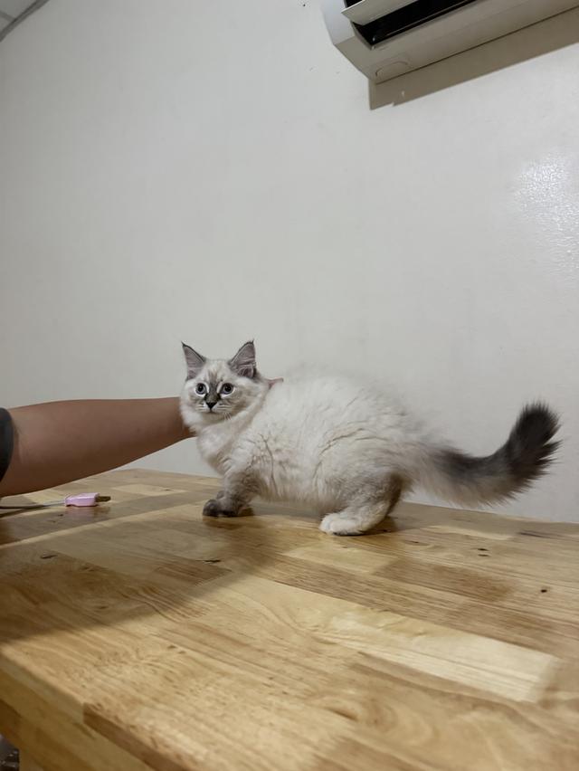 ลูกแมวไซบีเรียน (Siberian Cat) มีใบเพ็ท WCF รูปย่อยที่ 3