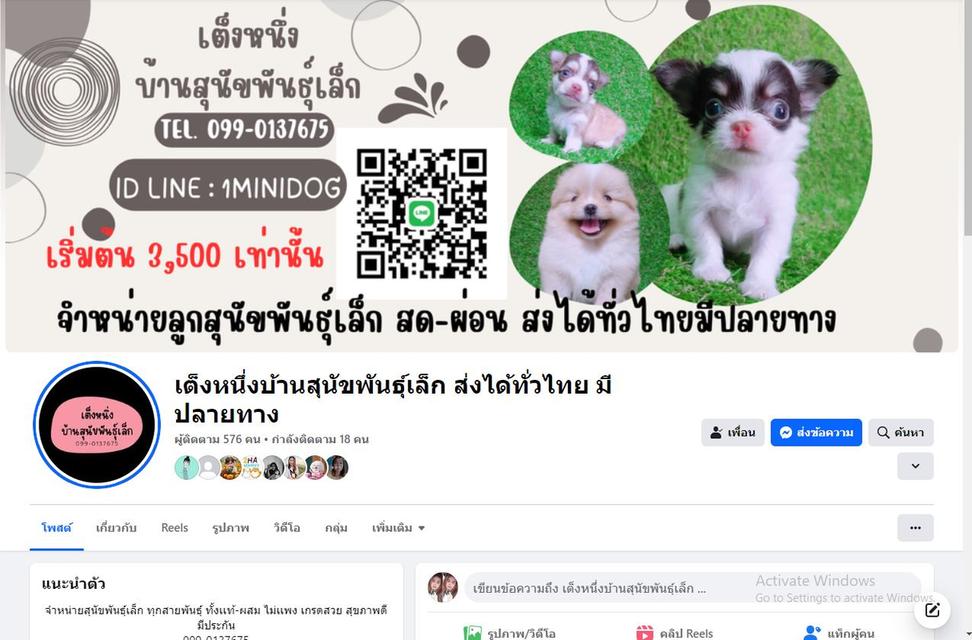 ชิวาว่าผสมปอม ขนสั้น เพศเมีย พร้อมย้าย รูปที่ 10