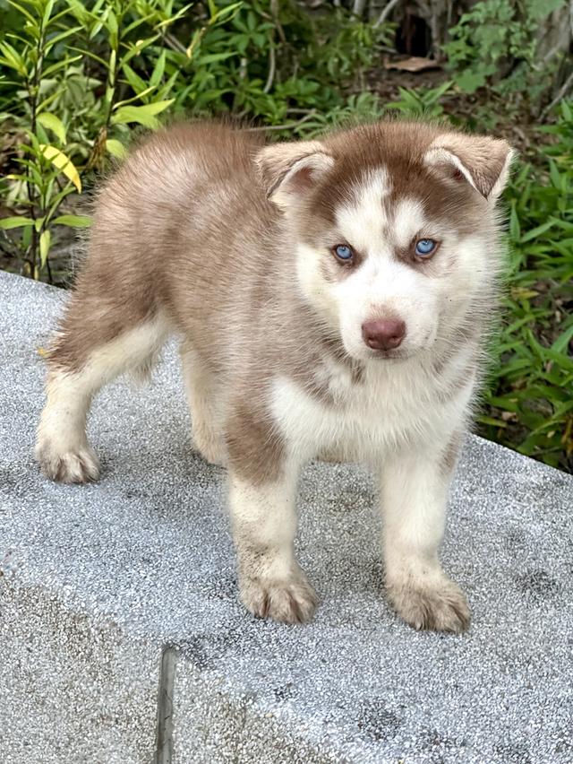 ไซบีเรียน แท้💯 เพศผู้ ตาฟ้าคู่ อายุ 50 วัน 4