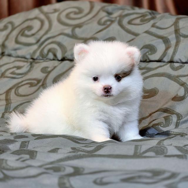 น้องซีมอนปอมน้อยน่ารักพร้อมซนมีบริการจัดส่งเก็บเงินปลายทางน้า