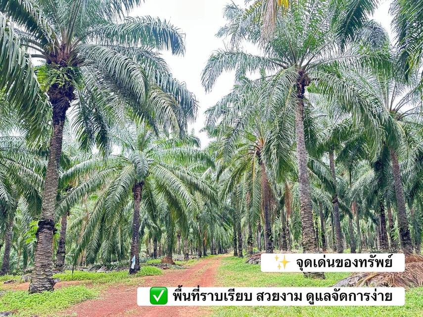 🌴 ขายสวนปาล์ม(โฉนด)พร้อมเก็บเกี่ยว อ.ปะทิว จ.ชุมพร 🌴 2