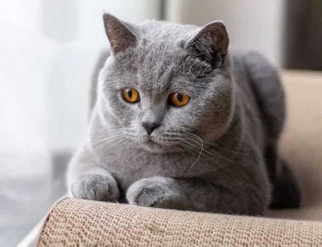 บริติช ช็อตแฮร์ (British Shorthair) 3