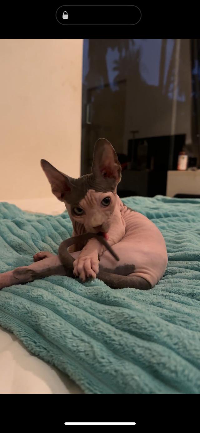 cute white sphinx raised with love and care รูปที่ 2