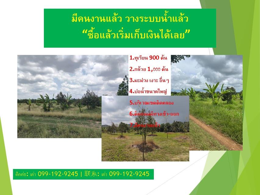 ธุรกิจสวนทุเรียนที่ดินพร้อมสวน 4