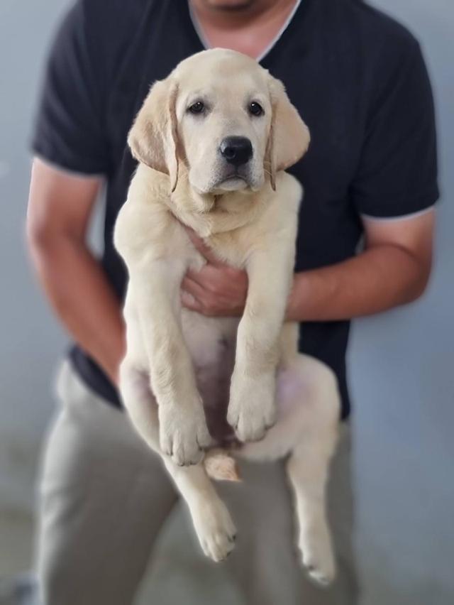 สุนัขลาบราดอร์เพศเมียลูกไทยแชมป์