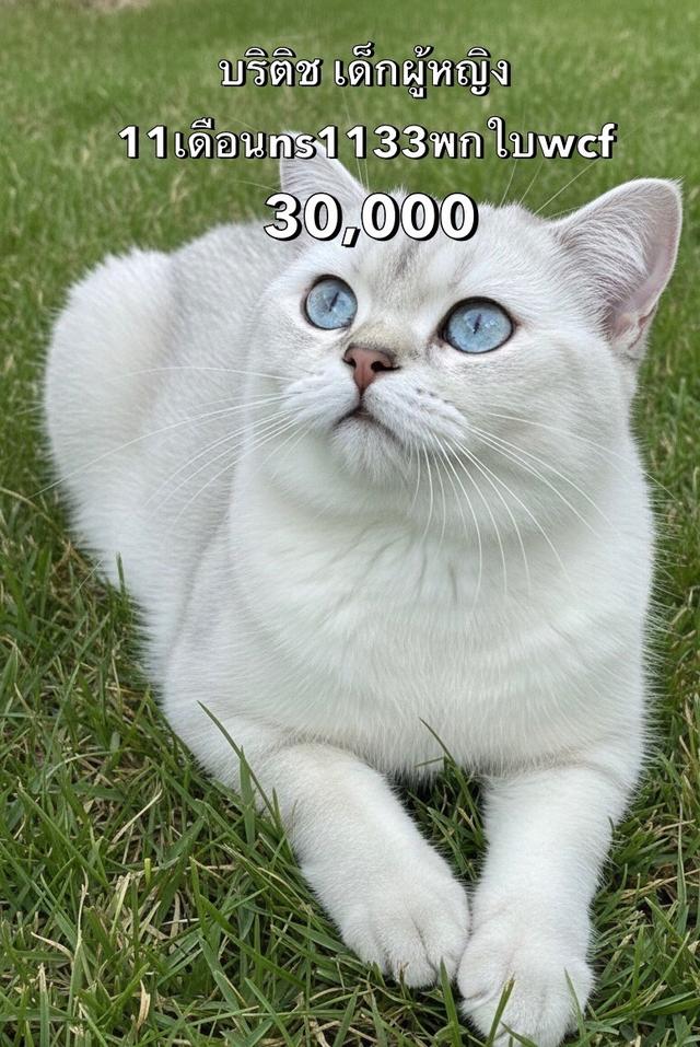 แมวบริติช รวมเด็กๆบริติชในนี้ ใบเพดwcf และรับนำเข้าแมวจาก ตปท. 6