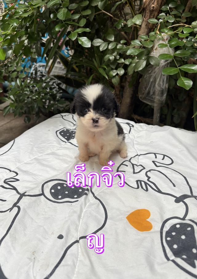 ปอมผสมชิสุ ทีคัพ เด็กหญิง