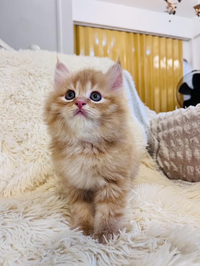 แมว เปอร์เซียสีส้ม สามสี รูปที่ 10