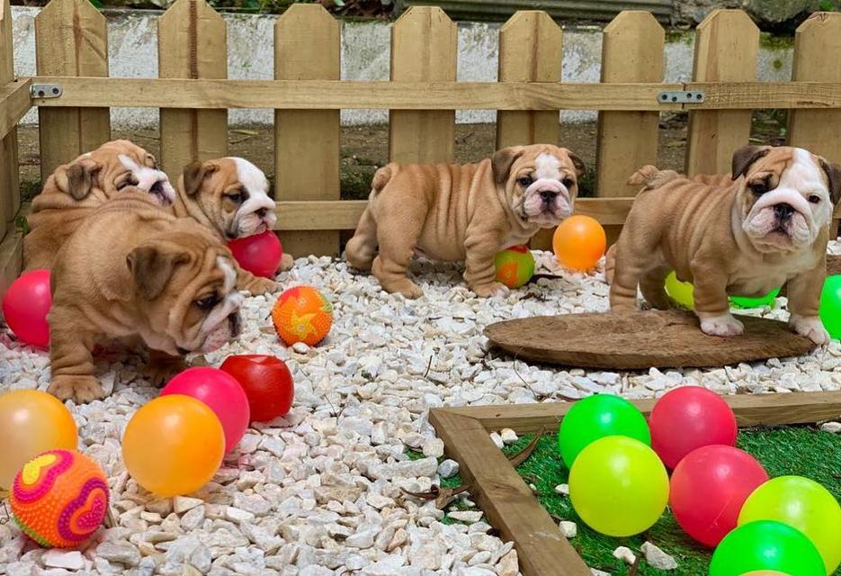 English Bulldog Puppies for Sale รูปที่ 3