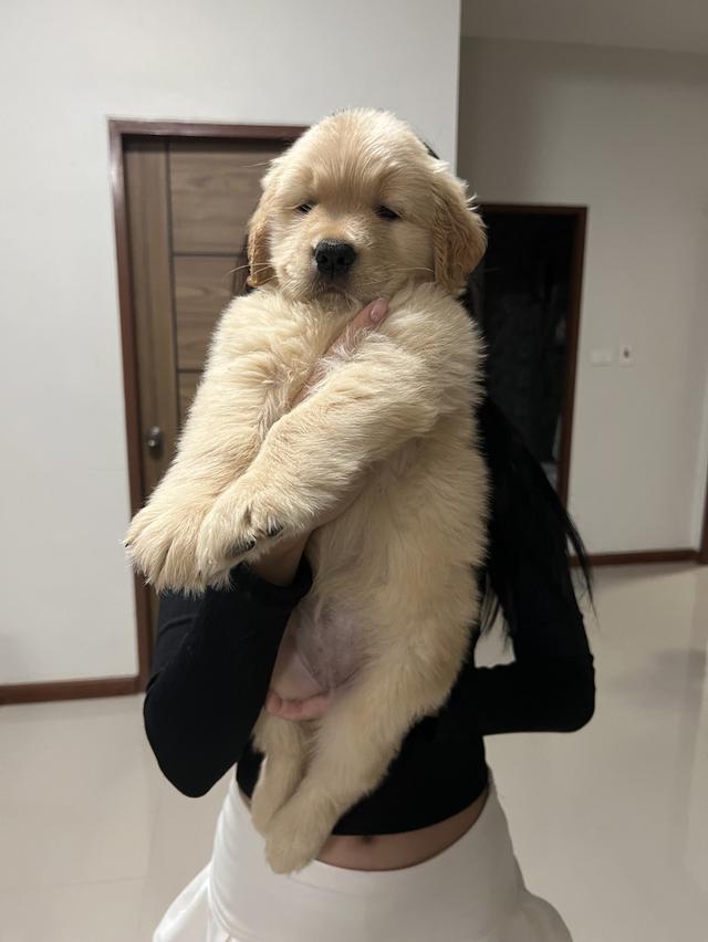 ลูกโกเด้นรีทรีพเวอร์ 3