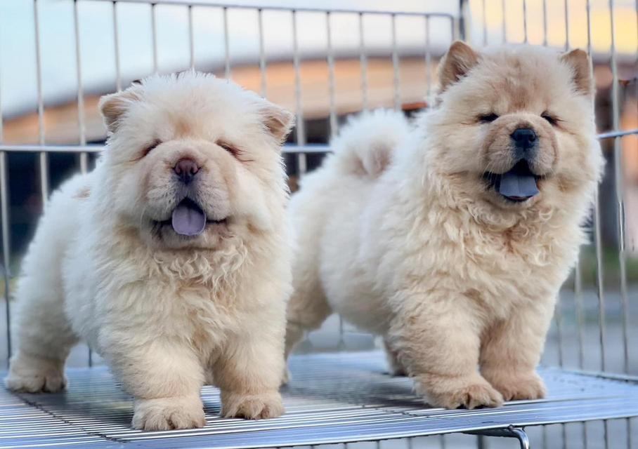 chow chow puppies | WhatsApp me : +66 63 826 3042