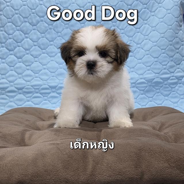 ลูกสุนัขชิสุแท้ (Good Dog)