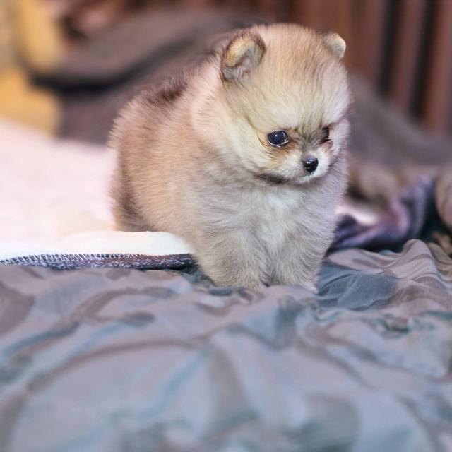 ปอมเมอเรเนียนแท้ ทีคัพ สีส้ม เมีย 14