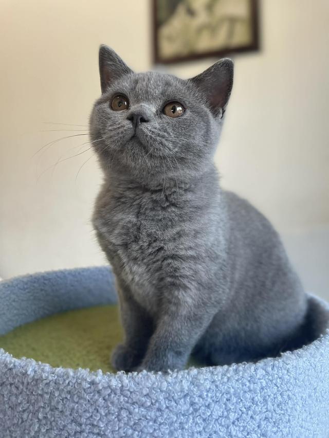 British Shorthair พร้อมใบ WCF ดช รูปที่ 8