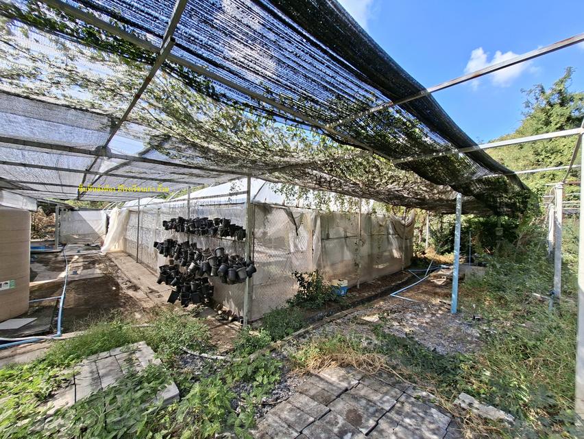 ขายที่ดิน 2 ไร่ 154 ตารางวา 1,000,000 บาท มีห้องพัก 2 ห้อง มีน้ำและไฟฟ้าพร้อมเข้าอยู่ ใกล้วัดสามประชุม อ.โพธิ์ทอง จ.อ่างทอง 5