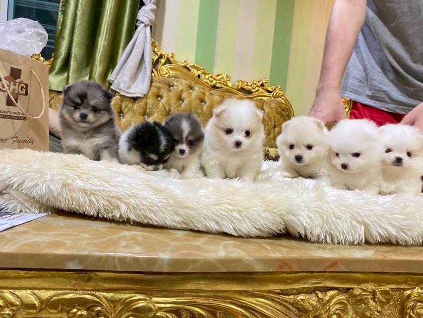 ลูกปอมแท้ อายุ2เดือน มีประกันสุขภาพ พร้อมส่ง
