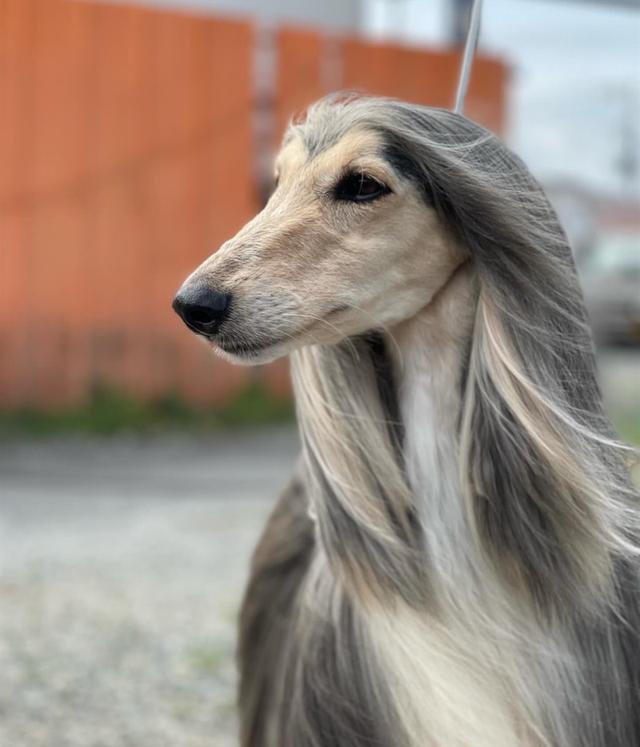 พร้อมขายสุนัข Afghan Hound 3